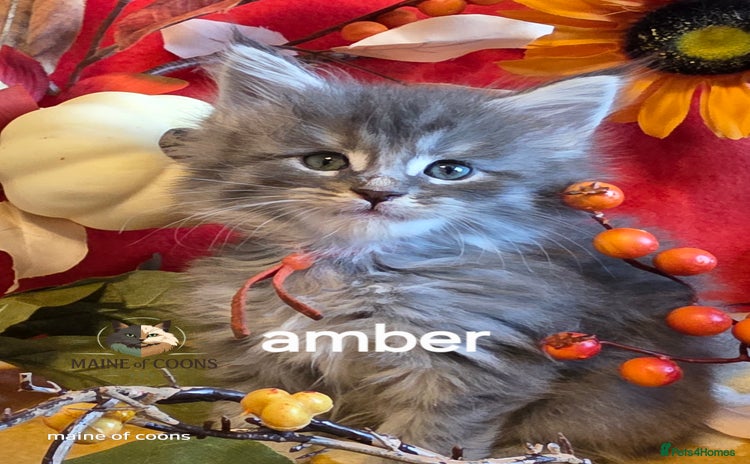 Maine Coon cats - Advert 8