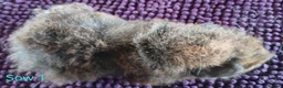 Guinea Pig rodents for sale: Rex and Funky boars and sows - Advert 7