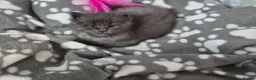 Maine Coon cats for sale: Stunning maine coon full pedigree kittens - Advert 17