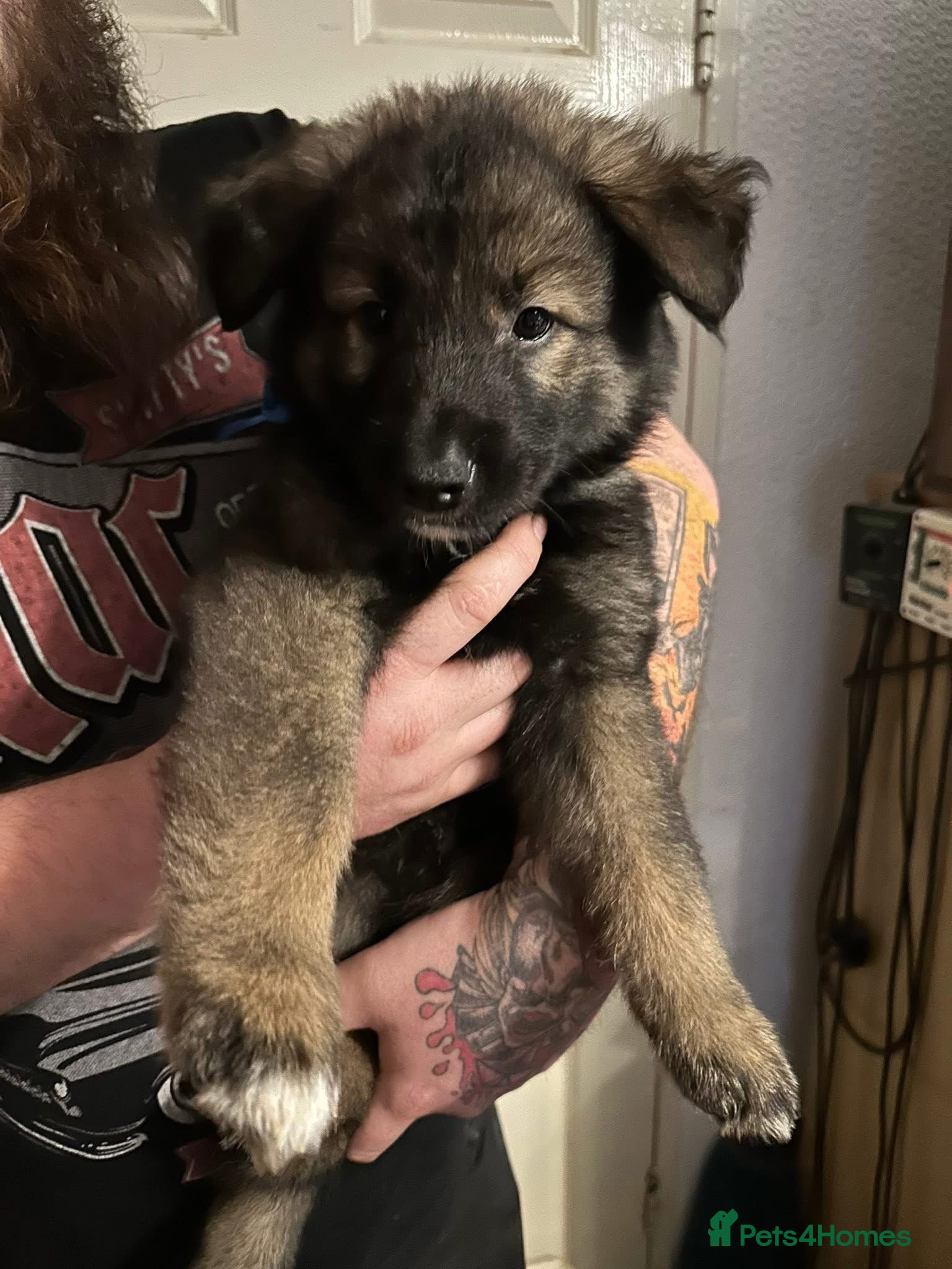 Mixed Breed dogs American Akita x German Shepherd puppies - Advert 2
