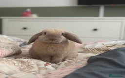 Mixed Breed rabbits for sale: Neutered male looking for a bun freind  - Image 1