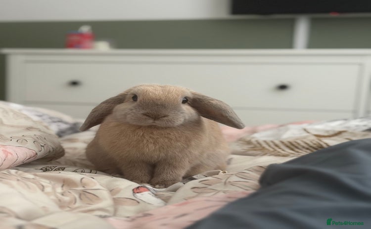 Mixed Breed rabbits - Advert 1