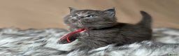Maine Coon cats for sale: Maine coon kittens blue silver smoke rare colours - Advert 31