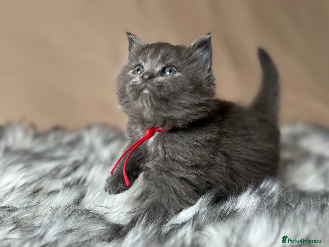 Maine Coon cats for sale: Maine coon kittens blue silver smoke rare colours - Advert 31