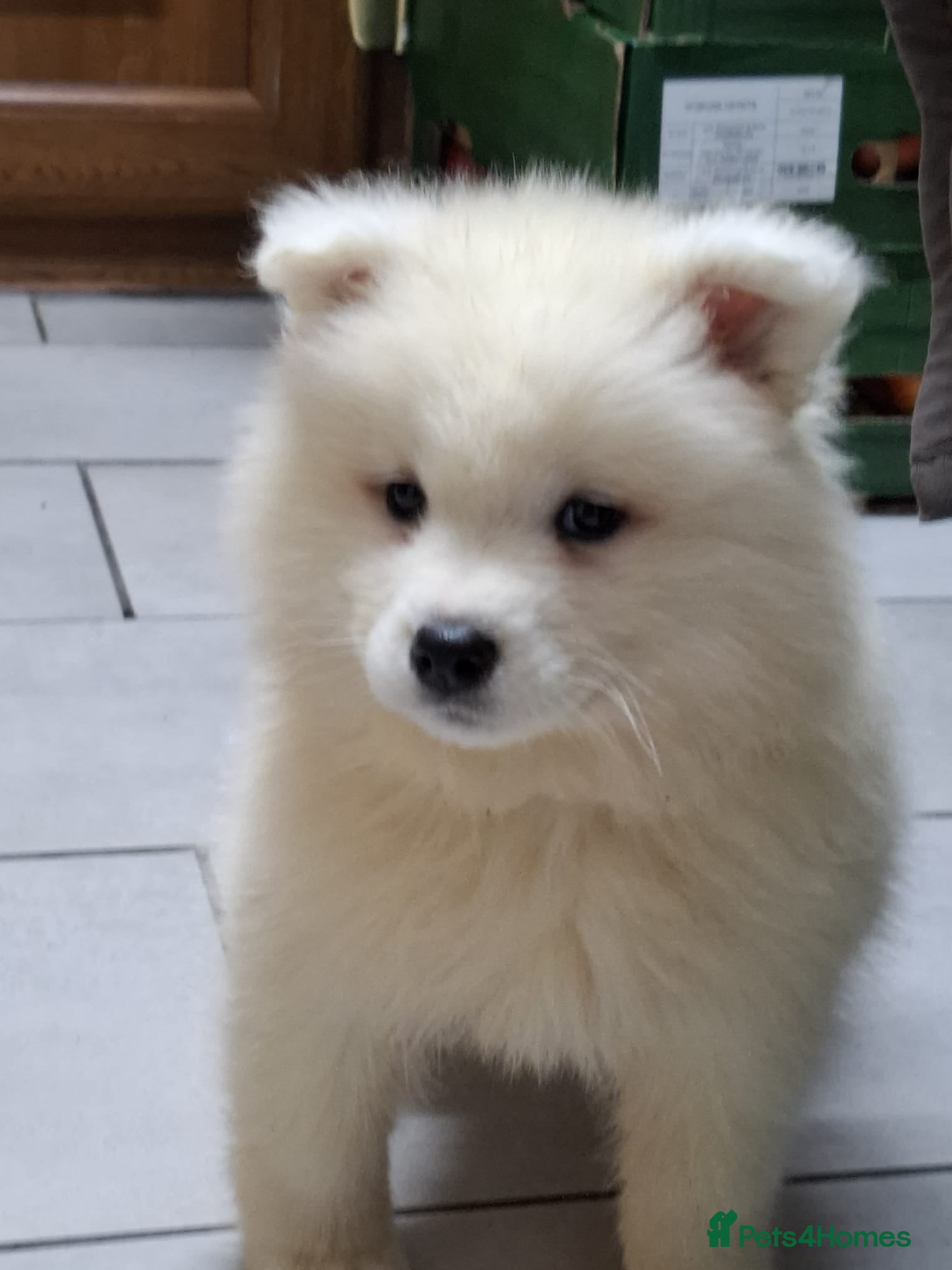 Samoyed dogs Beautiful Samoyed Puppies –Only ONE Male Available - Advert 1