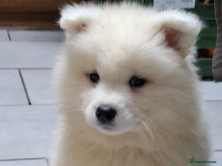 Samoyed dogs Beautiful Samoyed Puppies –Only ONE Male Available - Advert 1