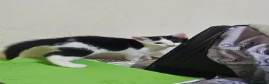 Mixed Breed 4