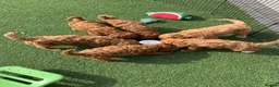 Cockapoo dogs for sale: Waiting List Open ** Due 30th May - Advert 21