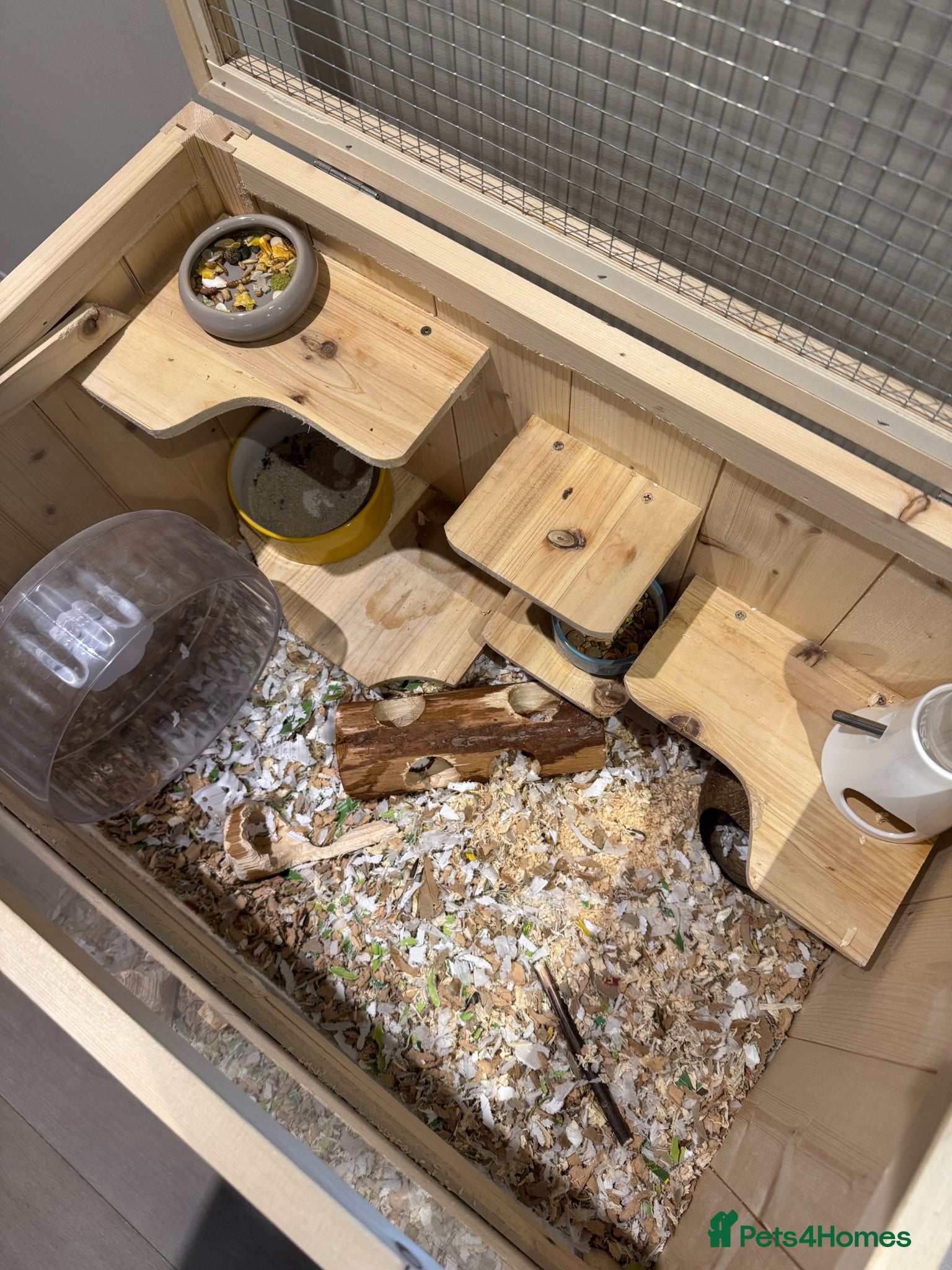 Gerbil rodents for sale: Gabie & Chibie Seeking Their Forever Home - Advert 3