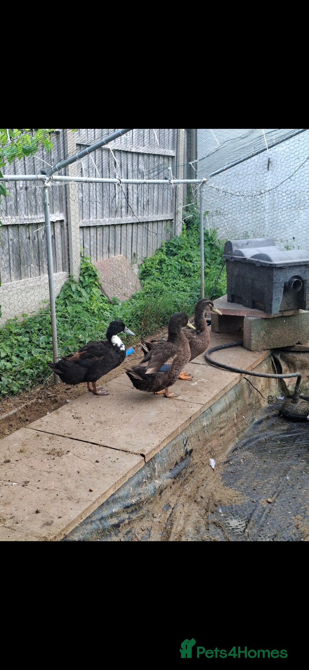 Ducks poultry for sale: 3 mixed breed males - Image 1