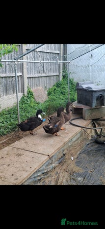 Ducks poultry - Advert 9