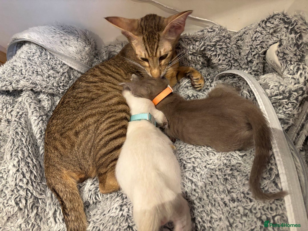 Oriental cats for sale: lilac solid girl and chocolate point boy - Image 14
