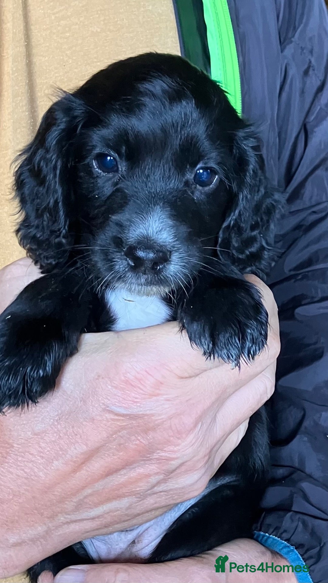 Cocker Spaniel dogs Cocker Spaniel puppies - Advert 1
