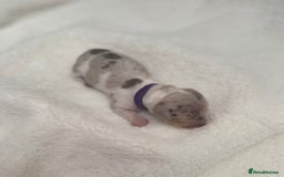 Miniature Dachshund dogs for sale: Miniature Dachshund Puppies - Image 6