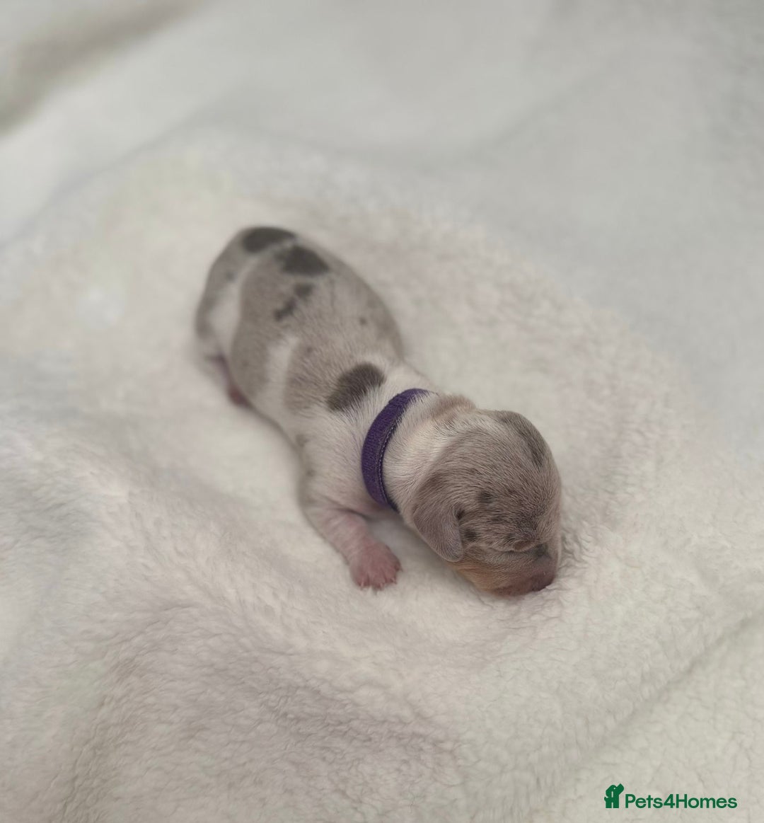 Miniature Dachshund dogs for sale: Miniature Dachshund Puppies - Image 6