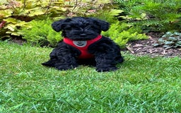 Miniature Schnauzer dogs for sale: Black pedigree miniature schnauzer - Female - Image 3