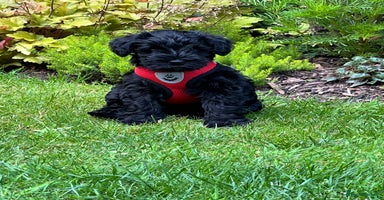 Miniature Schnauzer dogs - Advert 14