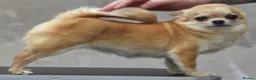 Chihuahua dogs for sale: RED CHIHUAHUA GIRL FOR SALE KENNEL CLUB REGISTERED - Advert 6