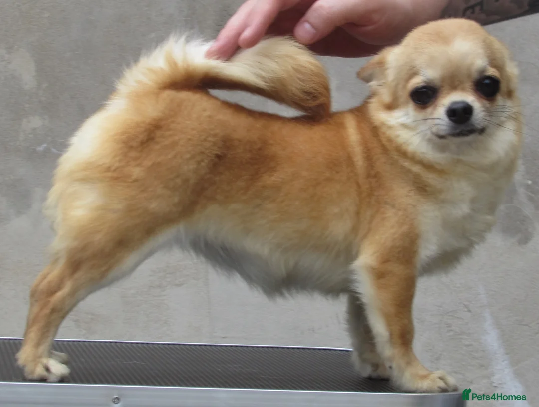 Chihuahua dogs for sale: RED CHIHUAHUA GIRL FOR SALE KENNEL CLUB REGISTERED - Advert 6