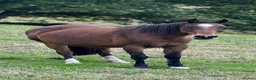 Other Breed horses for sale: Welsh part breed mare 15h - Advert 3