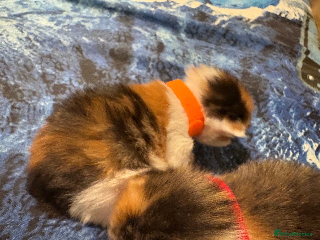 Domestic Shorthair cats for sale: 1 Domestic Shorthair Kitten Left - Advert 32