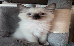 Ragdoll cats for sale: GCCF registered stunning healthy kittens - Image 8
