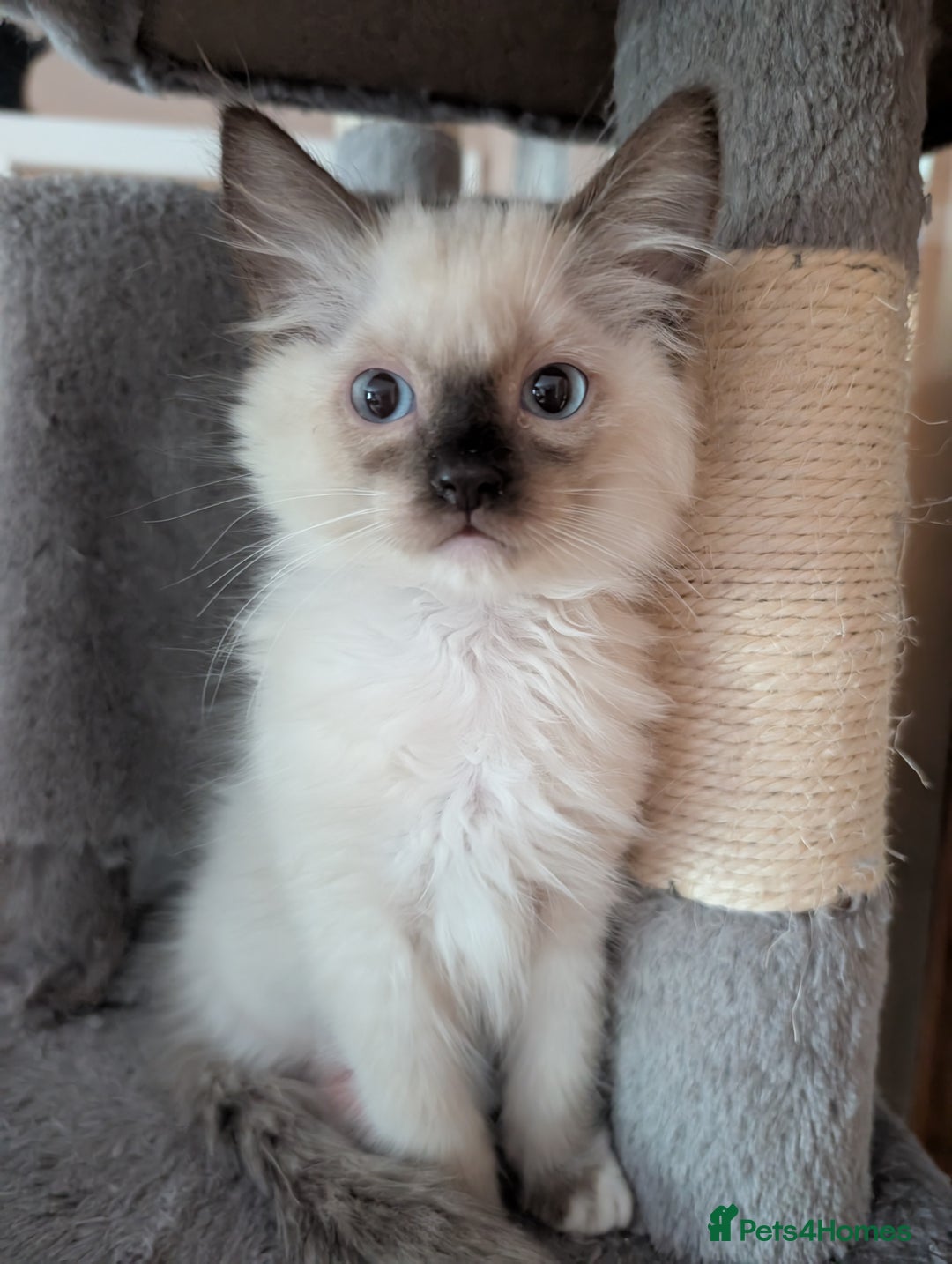 Ragdoll cats for sale: GCCF registered stunning healthy kittens - Image 8