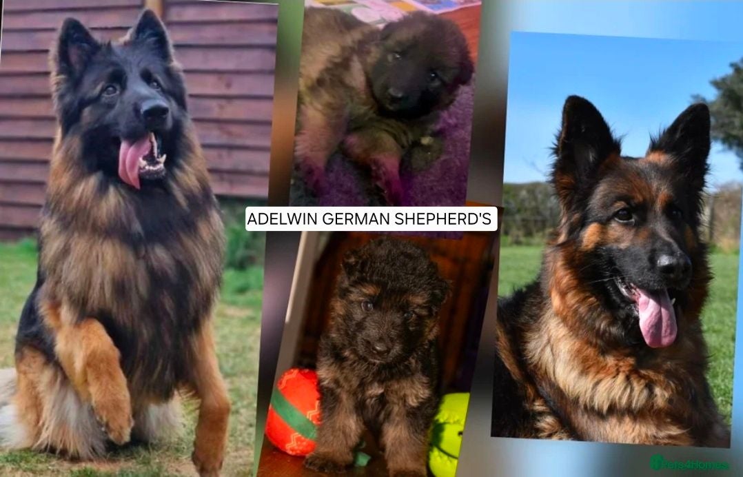 German Shepherd dogs KC Fantastic long coat German Shepherd's  - Advert 2