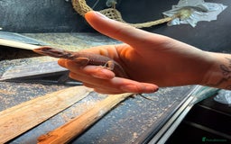 Bearded Dragon reptiles for sale: Baby beared dragons  - Image 2
