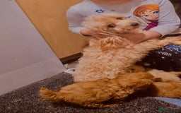 Maltipoo dogs for sale: Maltipoo tiny babies  - Image 8