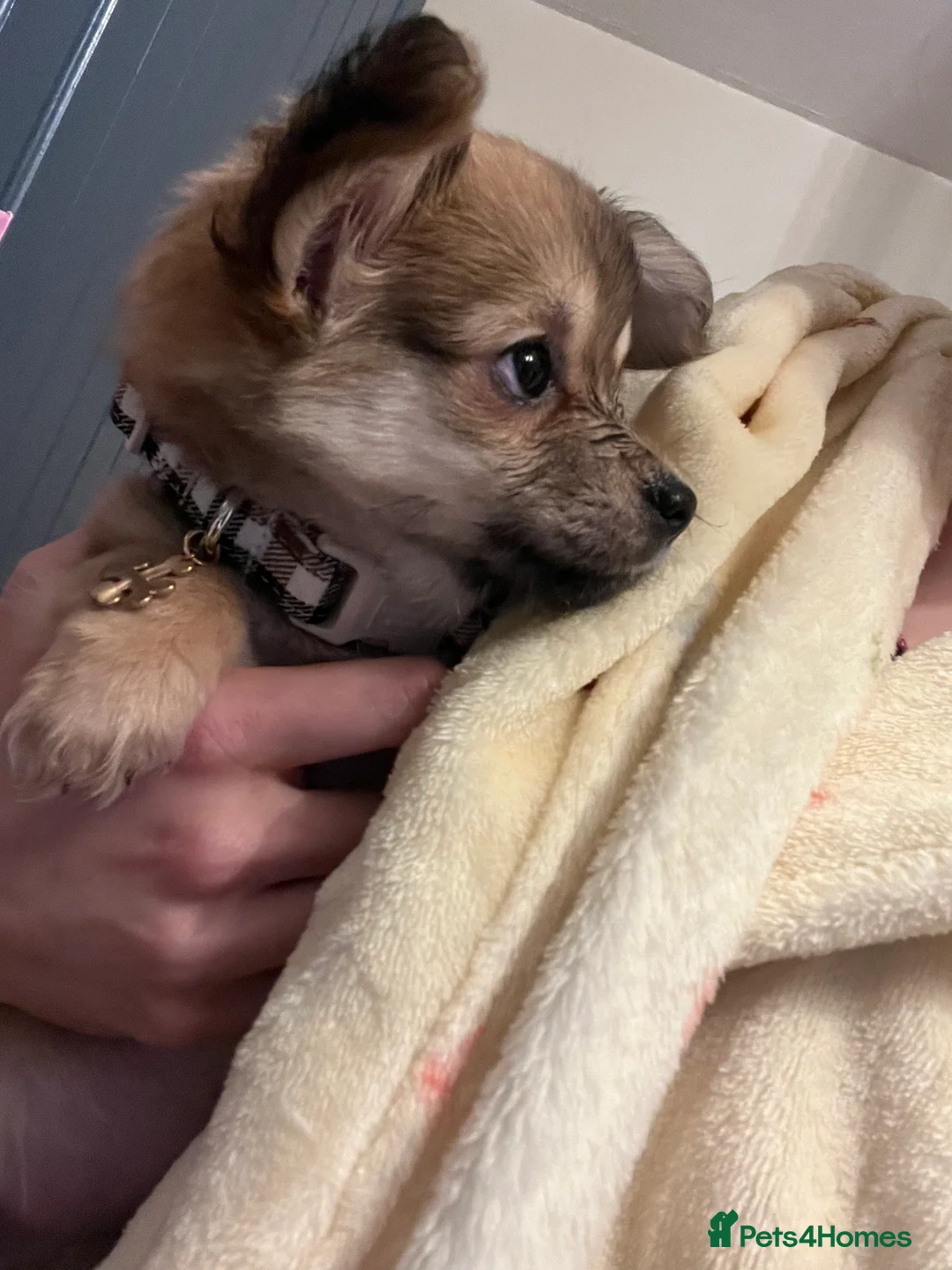 Chihuahua dogs for sale: Puppy for sale in Basildon - Advert 2