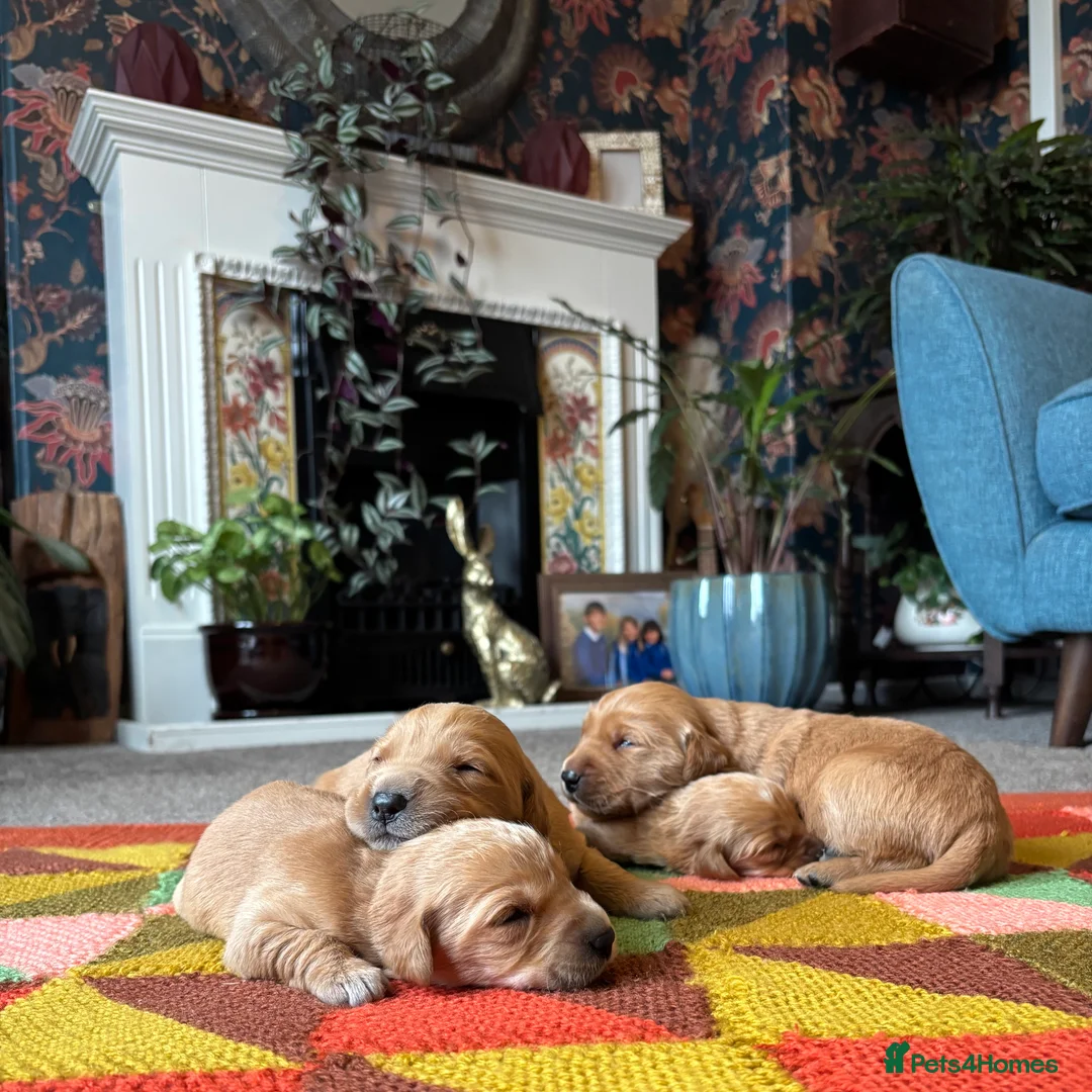 Golden Retriever dogs for sale: FOX RED PUPPIES Golden Retriever KC REG - Advert 2