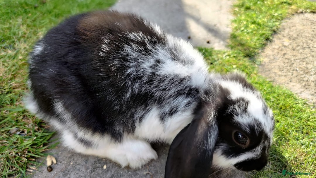 Mini Lop rabbits for sale: Gorgeous Mini Lop X French Bunnies Ready to Go! - Image 36