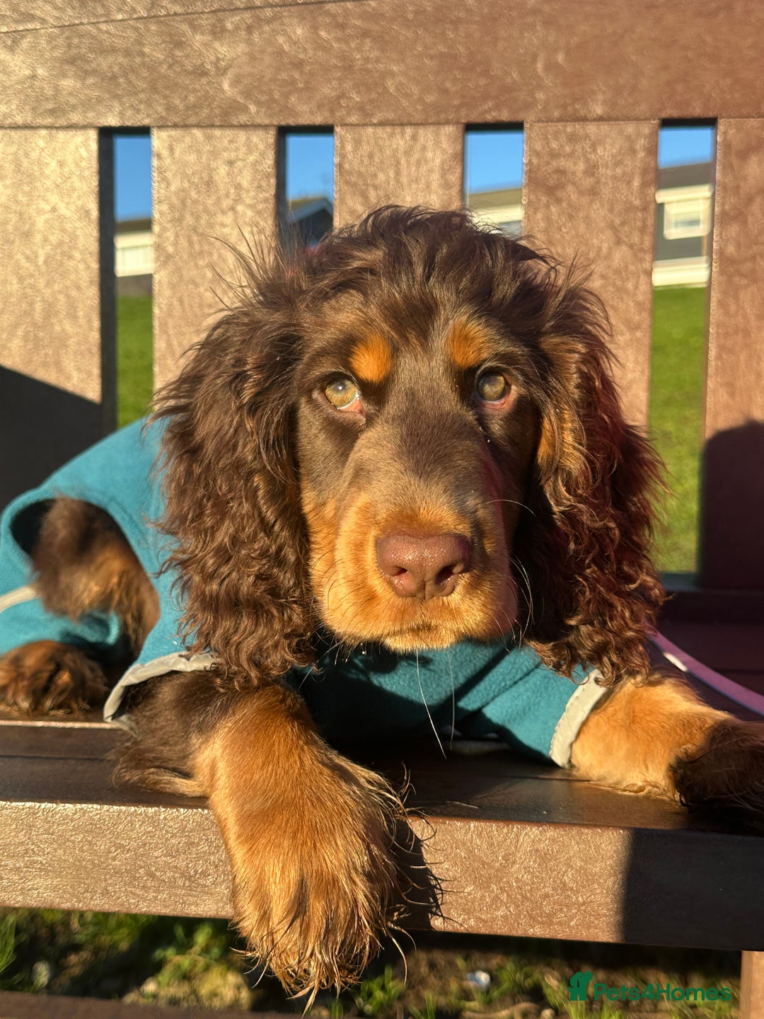 Cocker Spaniel dogs for sale: Beautiful cocker spaniel boy - Show x Working Type - Advert 3