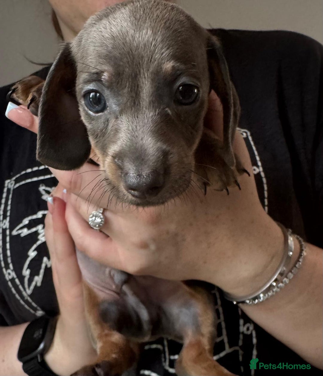 Dachshund dogs for sale: Miniature dachshunds ready now 💗 - Image 4