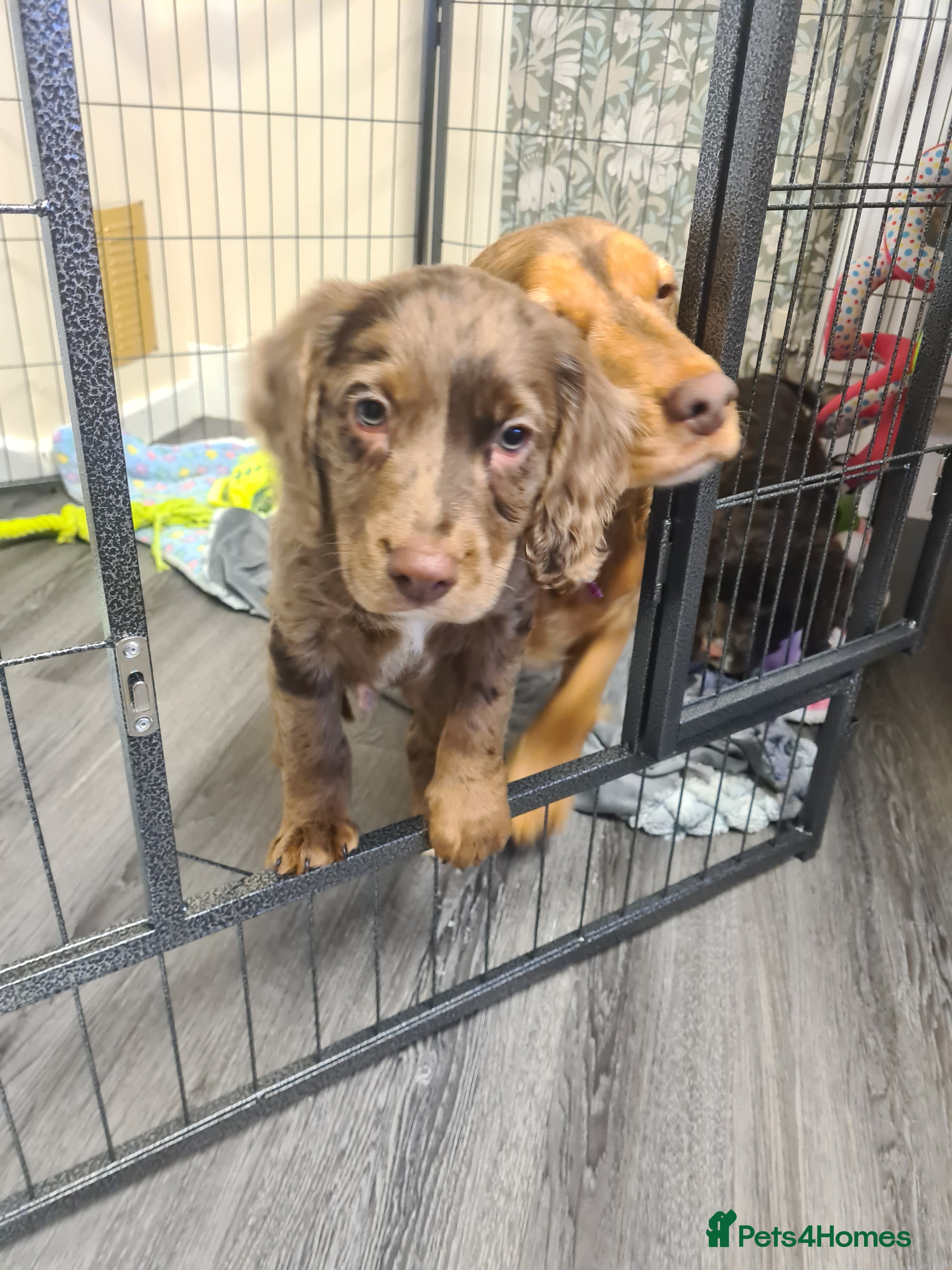 Cockapoo dogs Cocker x cokapoo f2 - Advert 18