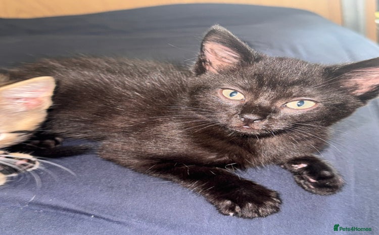 Mixed Breed cats - Advert 1
