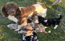 Sprollie dogs for sale: Beautiful Unique Sprollie Puppies - Image 19