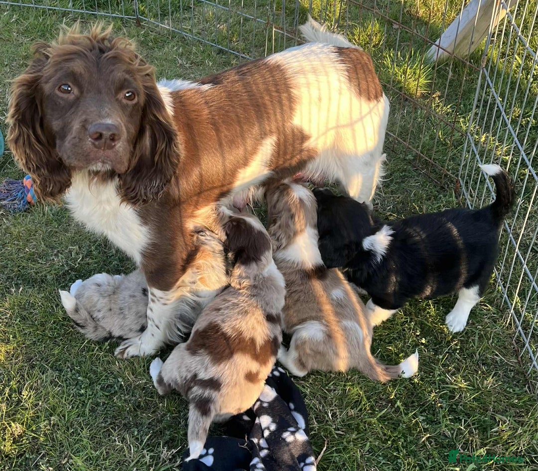 Sprollie dogs for sale: Beautiful Unique Sprollie Puppies - Image 19