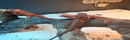 Bearded Dragon reptiles for sale: Red Monster baby bearded dragons ready to go! - Advert 5