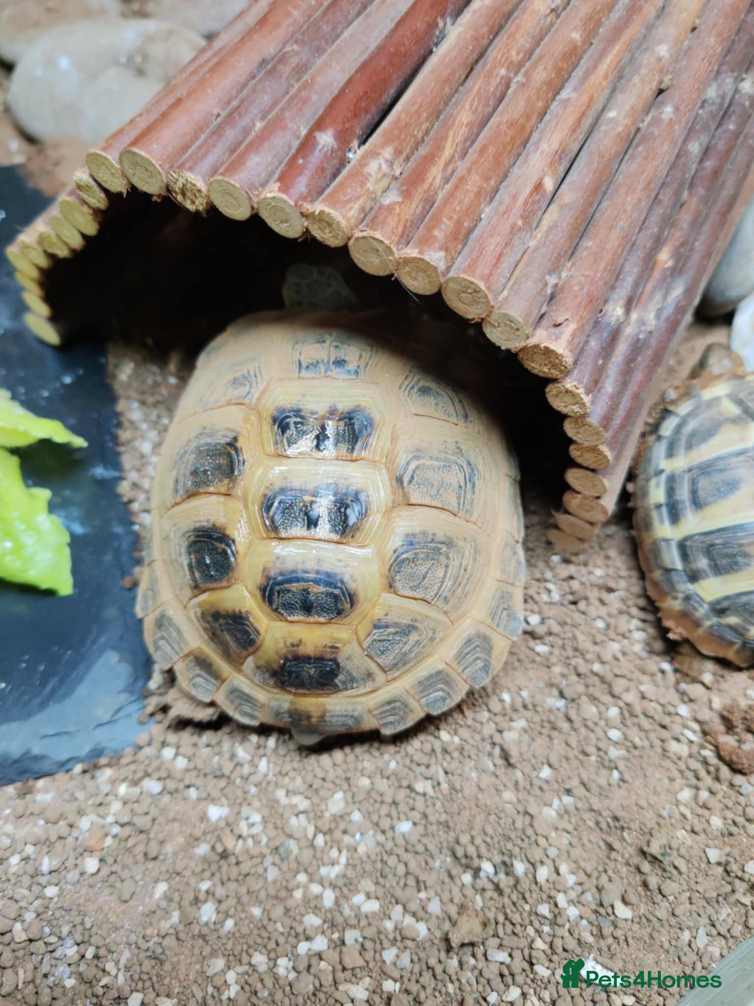 Tortoise reptiles Horsefiled Tortoise  - Advert 3