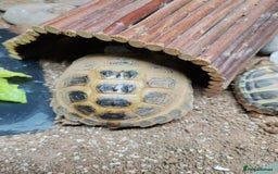 Tortoise reptiles for sale: Horsefiled Tortoise  - Advert 1