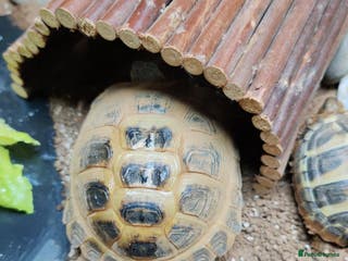 Tortoise reptiles Horsefiled Tortoise - Advert 7