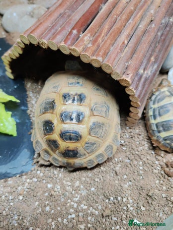 Tortoise reptiles Horsefiled Tortoise - Advert 1