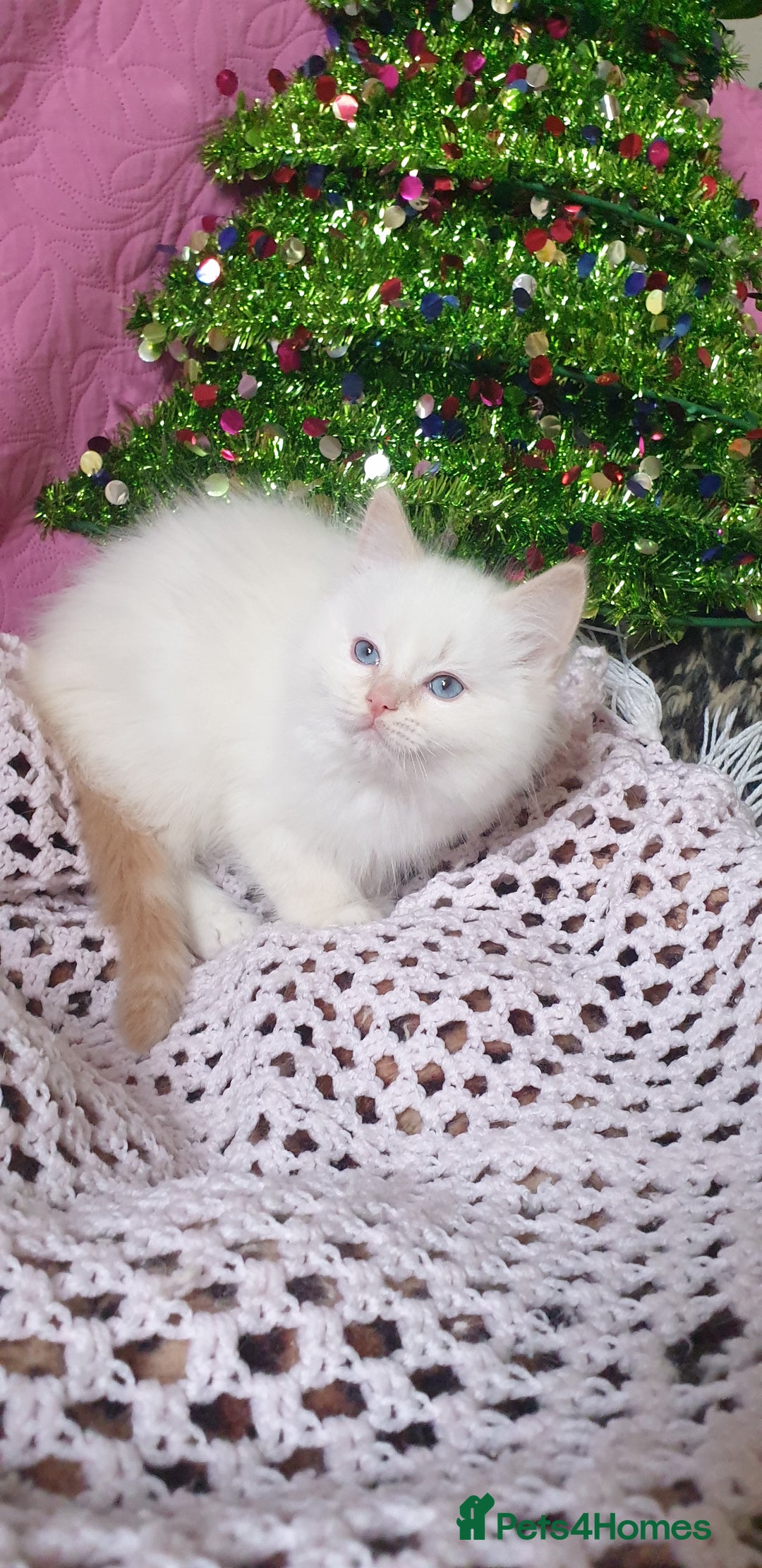 Ragdoll cats for sale: 💗Stunning GCCF registered Ragdoll Kittens. - Advert 12