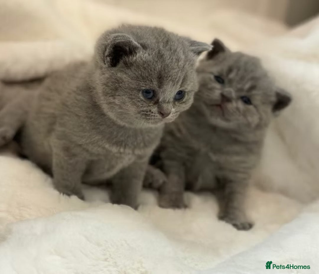 British Shorthair cats for sale: British shorthair kittens  - Advert 13