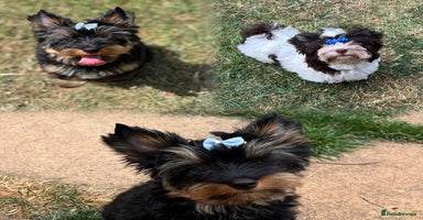 Yorkshire Terrier dogs in Coventry - Advert 3
