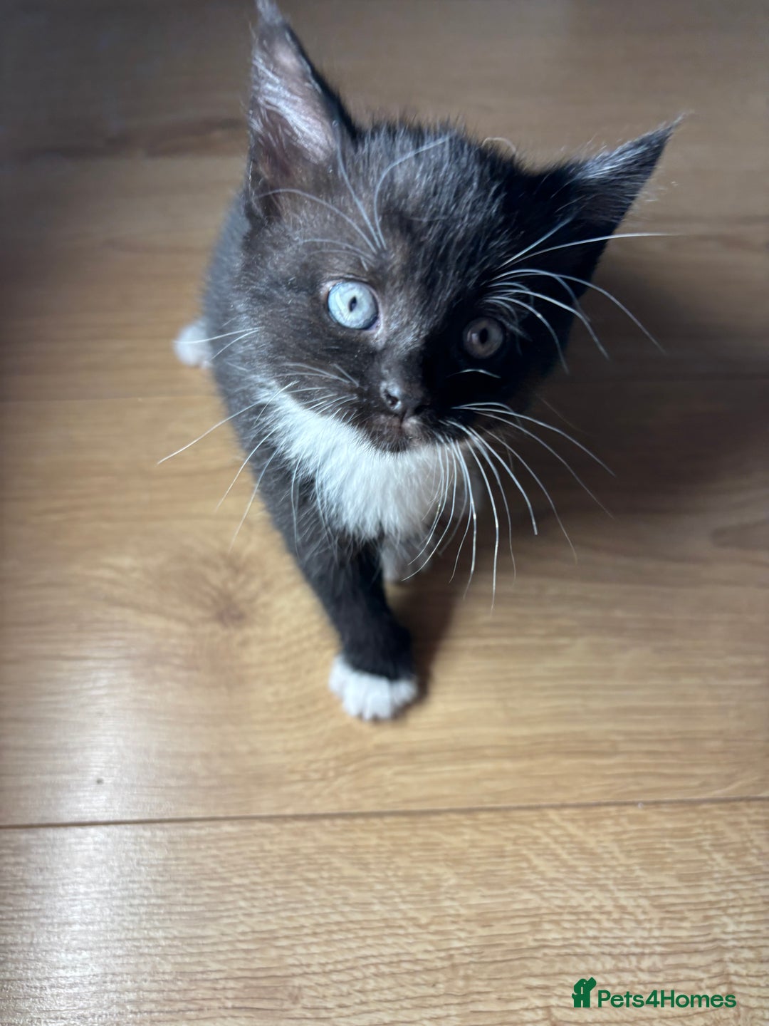European cats for sale: Kitten  - Image 15