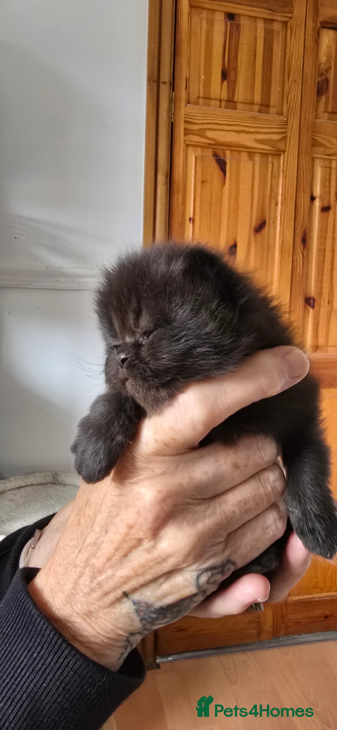 British Longhair cats for sale: 💙🩷 stunning British longhair 💙🩷 - Image 11