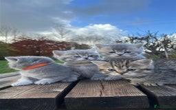 British Shorthair cats for sale: British Shorthair kittens  - Image 1